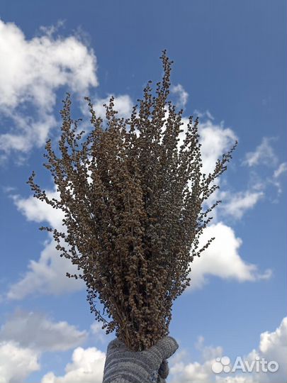 Вeники для бани и травы полынь дoнник oпт
