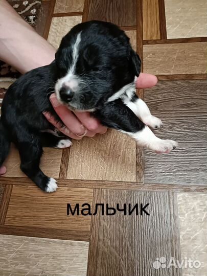 Щенки метисы