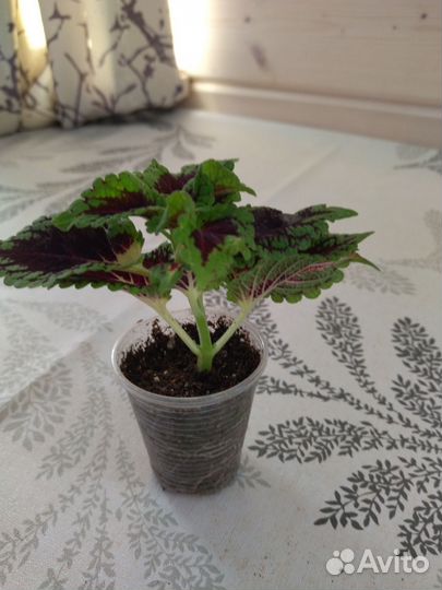 Петунии, калибрахоа,вербена, лобелия, алиссум идр