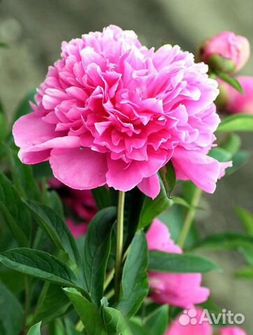 Саженцы пиона розового, белого