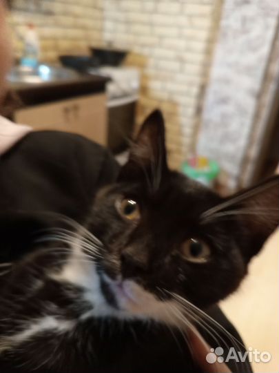 Ориентальные котята