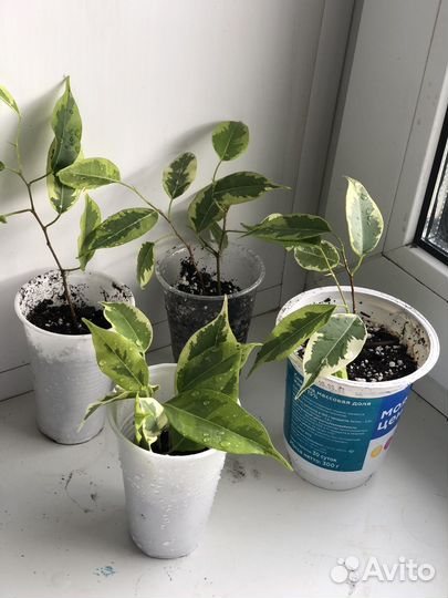 Фикус бенджамина пестролистный