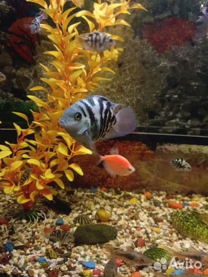 Рыбка Сапфировый попугай в аквариум