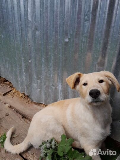 Собака в добрые руки отдам бесплатно