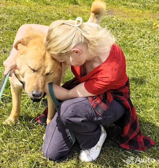 Собаки из приюта некрасовка просят о помощи