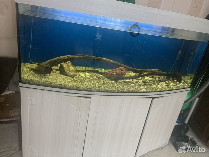 Панорамный аквариум (индивидуального заказа)