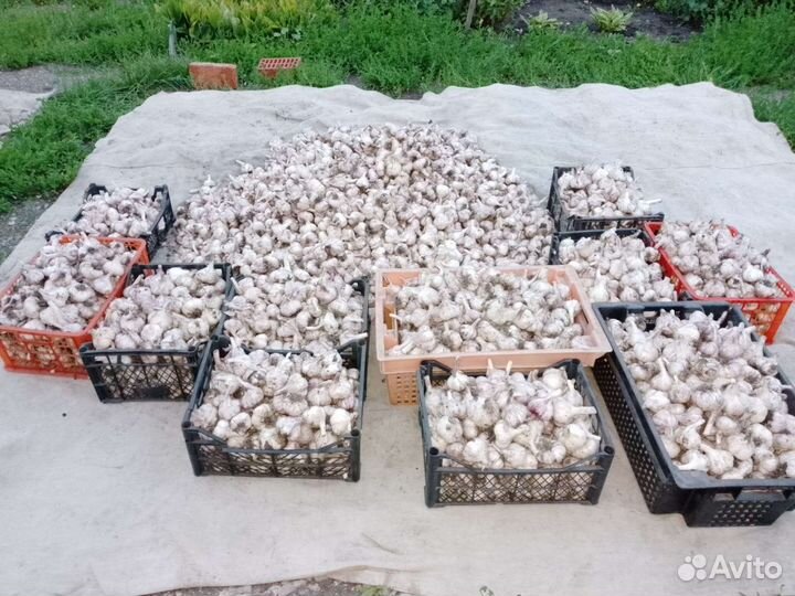 Продаётся чеснок оптом