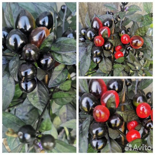 Семена перцев