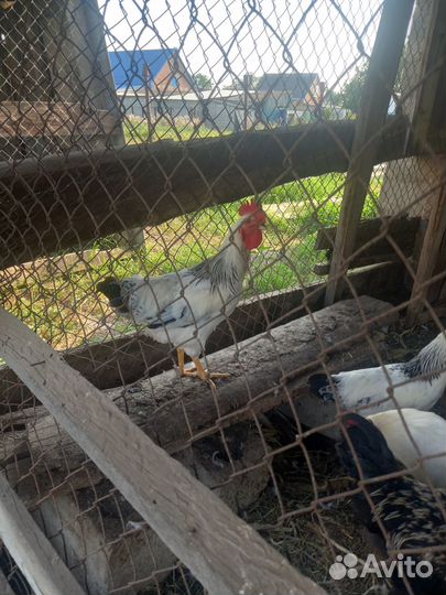 Молодые петушки