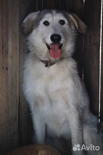 Собака-охранница Бонька