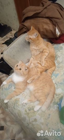 Котята в добрые руки бесплатно