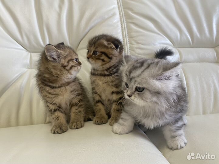 Шотландская