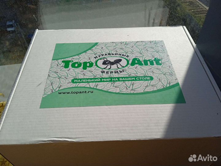 Формикарий-муравьиная ферма