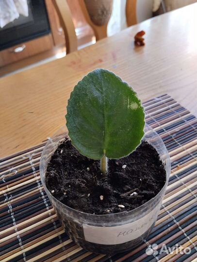 Фиалка Наполеон