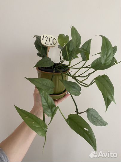 Эпипремнум себу блю