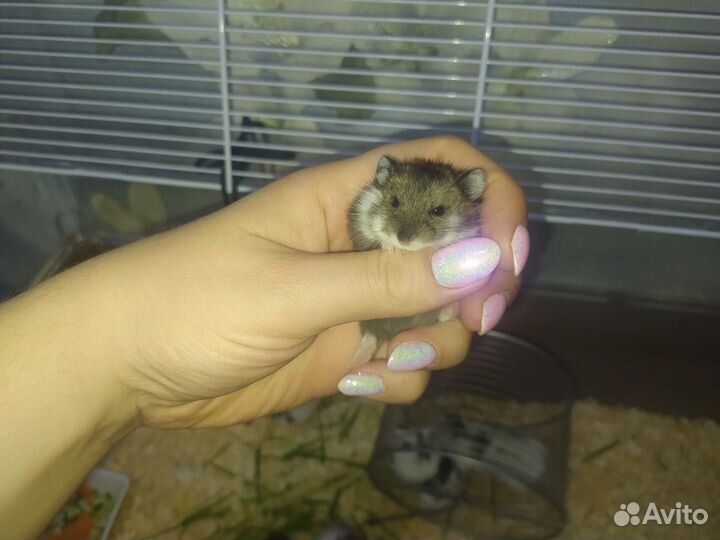 Хомячки Кэмпбелл