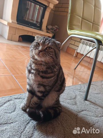 Британские котята мрамор объявление продам