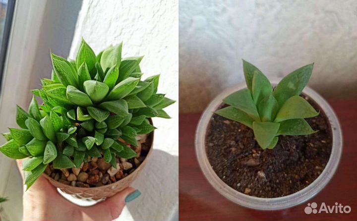 Суккулент Хавортия