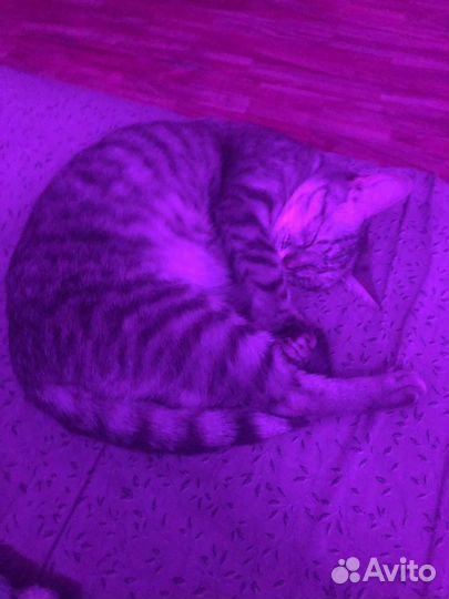 Кошка в добрые руки