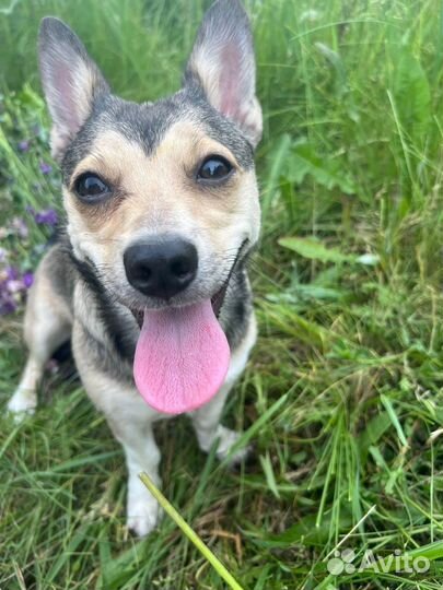 Стеше нужен дом