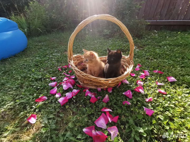 Котята в добрые руки, приучены к лотку