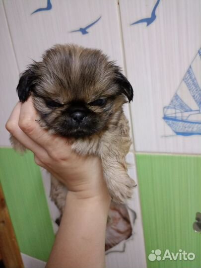 Пекинес