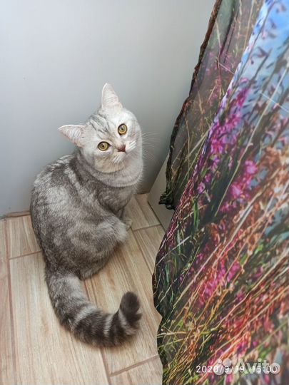 Британский кот вязка