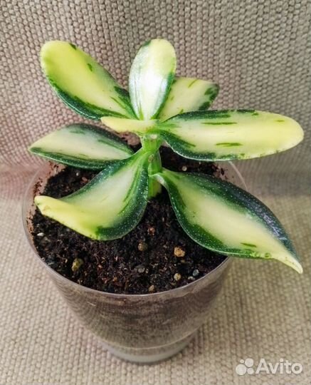 Крассулы древовидные