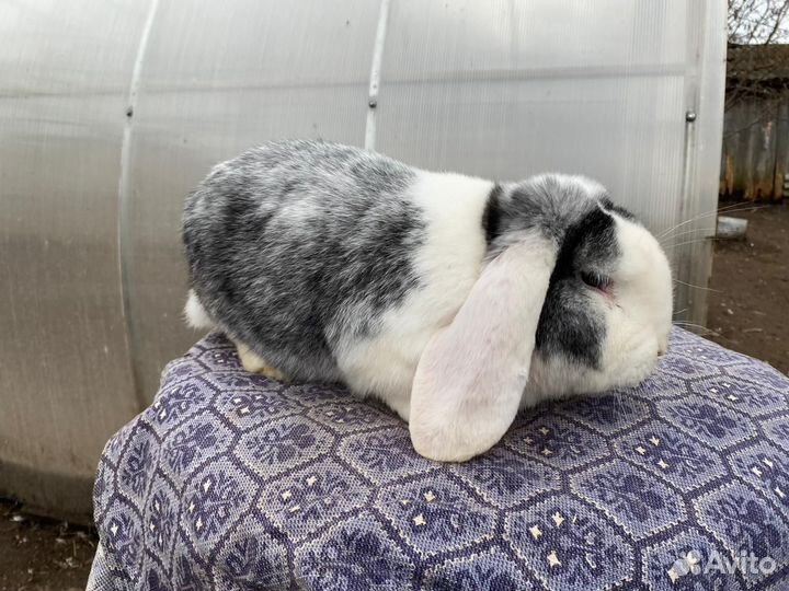 Продам кроликов. Порода 