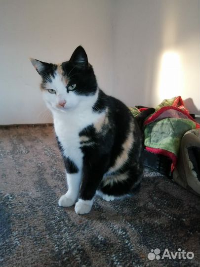 Кошки в добрые руки