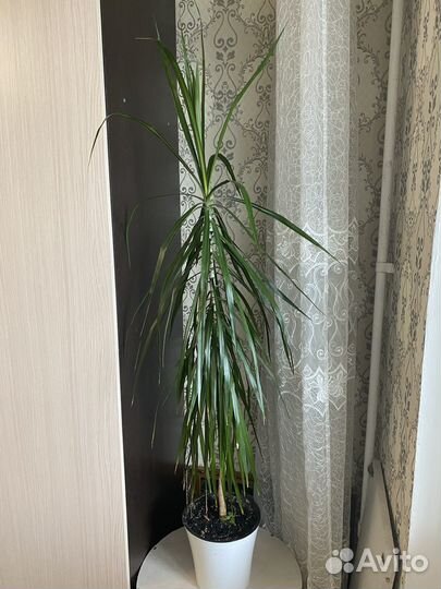 Комнатные цветы.бегония,пальма