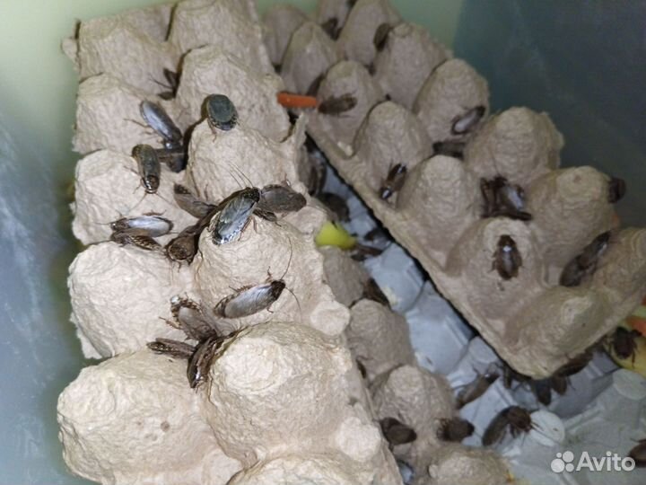 Кормовые мыши, Мраморный таракан