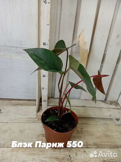 Комнатные цветы растение Антуриум Блэк Париж