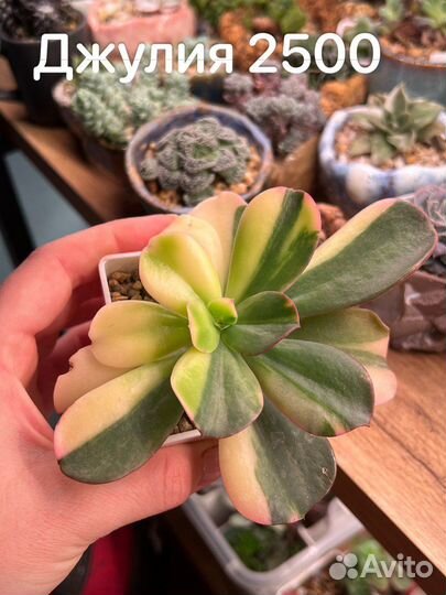 Суккуленты, эхкверии