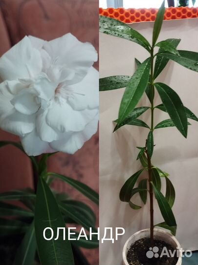 Монстера, олеандр