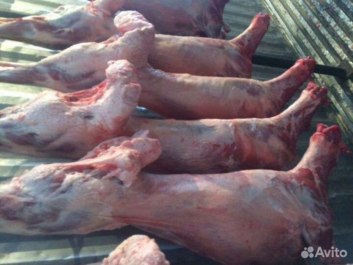 Продам баранину, говядину, козлятину халяль