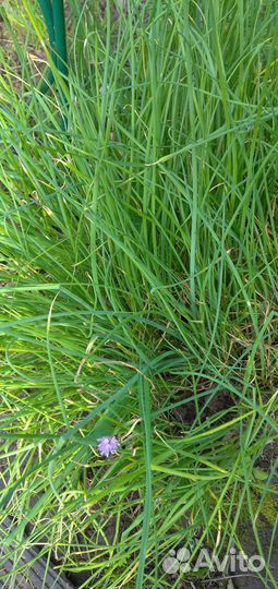 Лук многолетний