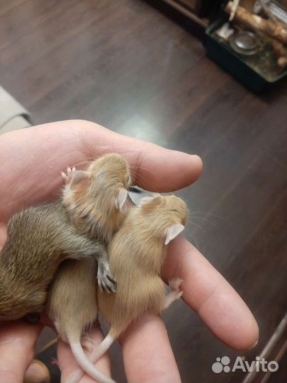 Чилийские белки Дегу малыши песок