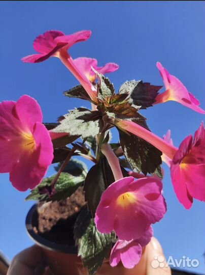 Комнатные цветы,растения,ахименесы