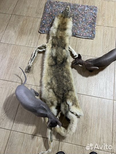 Шкура волка