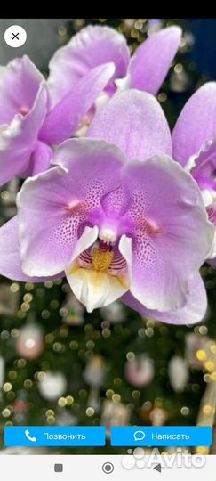 Орхидея фаленопсис