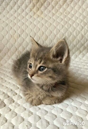 Котик - малышок