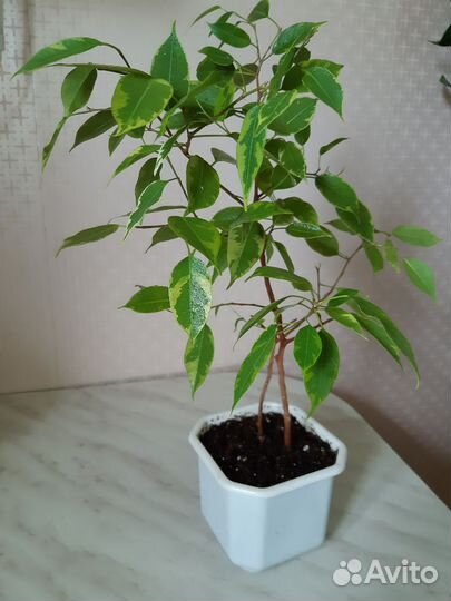 Комнатные растения