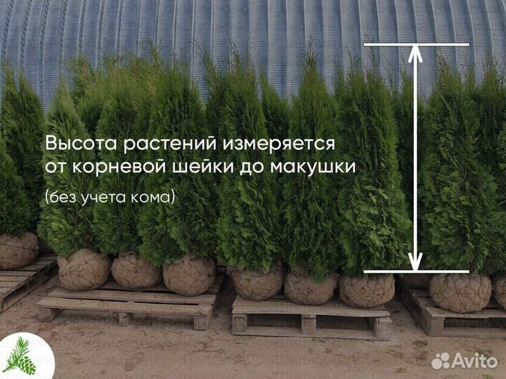 Туя Смарагд