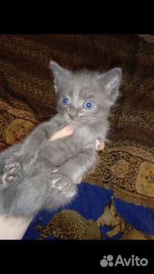 Котята бесплатно