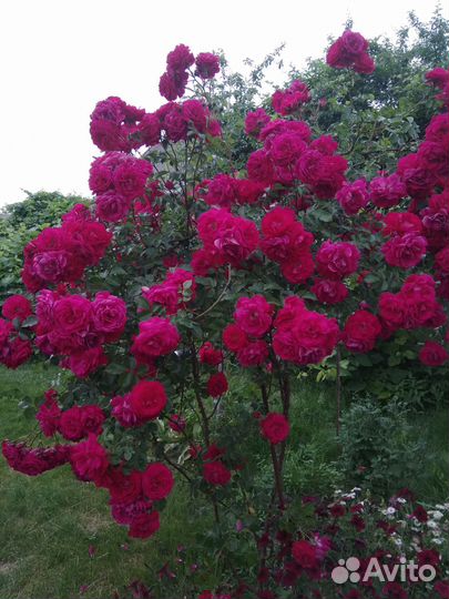 Роза парковая