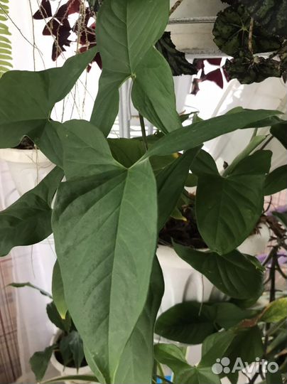 Комнатные цветы