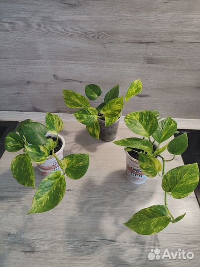 Эпипремнум