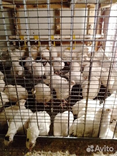 Инкубационное яйцо техасского перепела