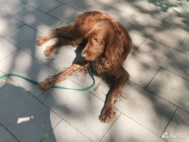 Вязка сеттер